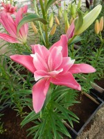 [4004 Candy Blossom No02.JPG]